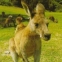 Ghid complet Australia - 2