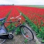 Ghid complet Olanda - 4