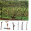 Cultivarea fructelor si a legumelor - 3