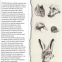 Cum sa desenam animale - 3