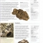 Enciclopedie ilustrata a rocilor si mineralelor - 3