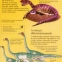 Mica enciclopedie despre dinozauri - Hu - 4