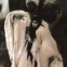 Klimt - 4