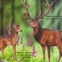 Animale salbatice - pliant - 4