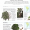 Enciclopedie completa ilustrata.Arborii - Anticariat - 2
