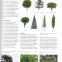 Enciclopedie completa ilustrata.Arborii - Anticariat - 4