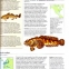 Enciclopedia ilustrata a lumii subacvatice- Pestii si creaturile marine - 2