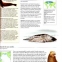 Enciclopedia ilustrata a lumii subacvatice- Pestii si creaturile marine - 4