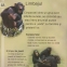 Maimutele - Anticariat - 4