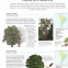 Enciclopedie completa ilustrata. Arborii - 2