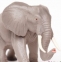 SAFARI: ELEFANTUL AFRICAN - 2